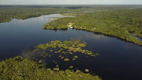 Aerial View of the Amazon Rainforest and Rio Negro, Brazil Stock Footage 339639019