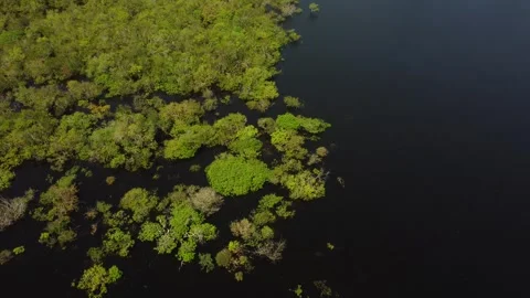 Aerial View of the Amazon Rainforest and Rio Negro, Brazil Stock Footage 339639123
