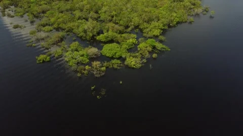 Aerial View of the Amazon Rainforest and Rio Negro, Brazil Stock Footage 339639132