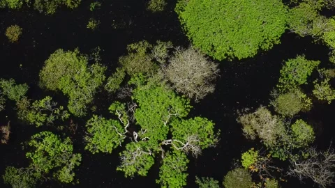 Aerial View of the Amazon Rainforest and Rio Negro, Brazil Stock Footage 339639146
