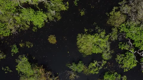 Aerial View of the Amazon Rainforest and Rio Negro, Brazil Stock Footage 339639155