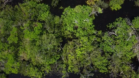 Aerial View of the Amazon Rainforest and Rio Negro, Brazil Stock Footage 339639165