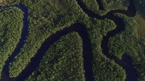 Aerial View of Amazon Rainforest, Brazil Stock Footage 71132376