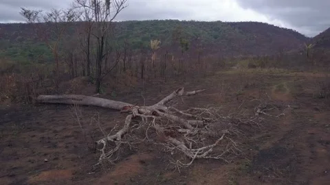 Aerial view of Amazon rainforest deforestation. Tree cut in farm pasture area. Vidéo 132291576
