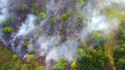 Aerial view of Amazon rainforest deforestation, in Brazil - Overhead, Stock Footage 145457523