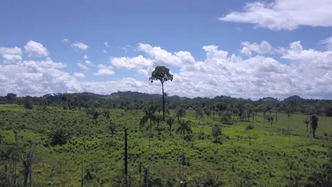 Aerial view of Amazon rainforest deforestation, forest turn into cattle pasture Stock-Footage 190623458