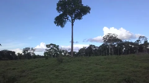 Aerial view of Amazon rainforest deforestation, forest turned cattle pasture. 4K Stock Footage 190623697