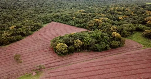 Aerial view of amazon rainforest deforestation for agriculture Stock Footage 333969383