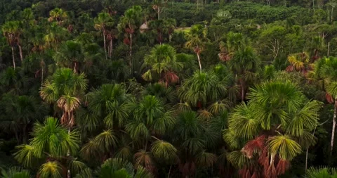 Aerial View, Amazon rainforest, Ecuador Video stock 196843771