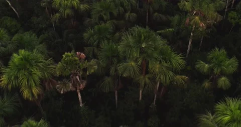 Aerial View, Amazon rainforest, Ecuador Video stock 196843829