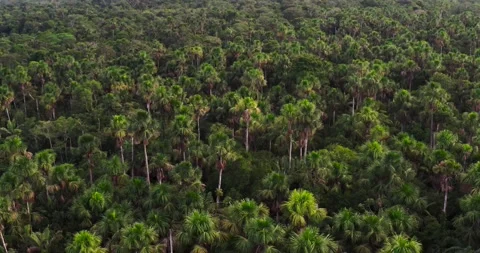 Aerial View, Amazon rainforest, Ecuador Video stock 196844877