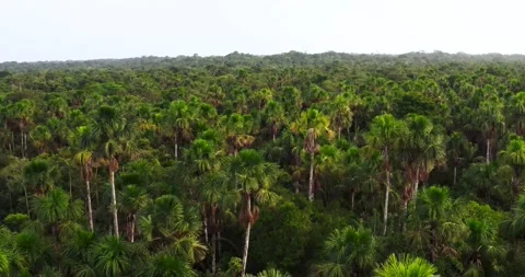 Aerial View, Amazon rainforest, Ecuador Video stock 196844960