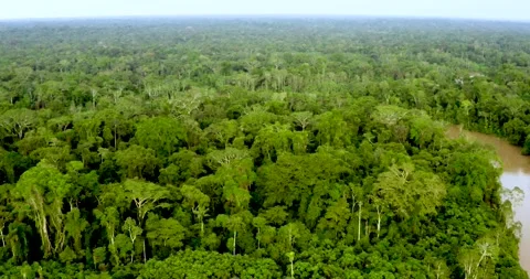 Aerial View, Amazon rainforest, Ecuador Video stock 196847216