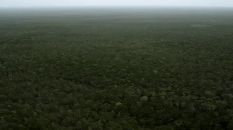 Aerial view of the Amazon rainforest, the largest forest in the world Stock Footage 52333513