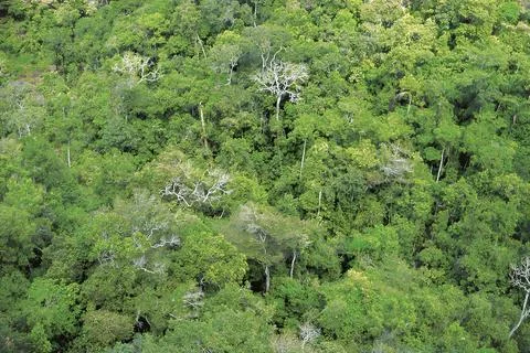 Aerial view of the Amazon rainforest Stock Photos