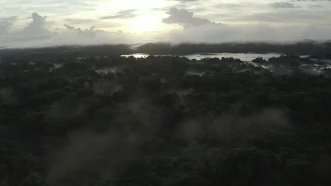 Aerial View of the Amazon Rainforest with River, French Guiana Stock Footage 312354076