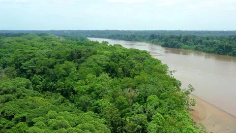 Aerial View of Amazon River Edge and Dense Jungle Stock-Footage 289804410