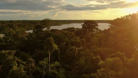 Aerial view of Amazonian river and evergreen rain forest at sunset light. Stock Footage 294120100