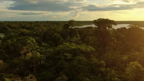 Aerial view of Amazonian river and evergreen rain forest at sunset light. Stock Footage 294120214