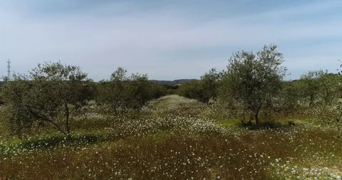 Aerial view among olive field Stock Footage 101096803