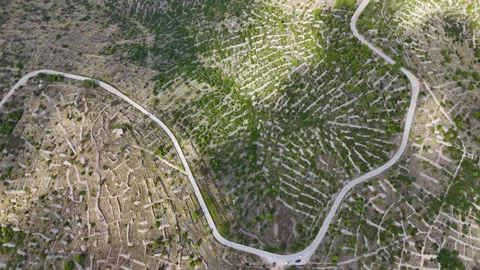 Aerial view of ancient lavender fields on hvar island in croatia Stock Footage 335792404