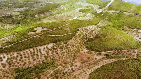 Aerial view of Ancient Messini wall ruins Video stock 195549044