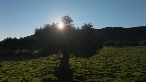 Aerial View Ancient Olive Tree Plantation Sunburst Backlight Meadow Sicily Italy Stock Footage 342585640