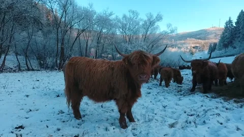 Aerial View and Close up of Curious  Scottish Cow during winter time. Stock Footage 151265618