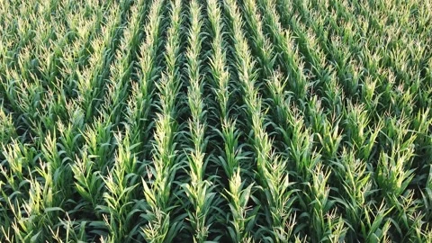 Aerial view and close up view of the green corn field at the sunset. the camera Stock Footage 136602673