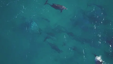 Aerial view and drone shot of dolphins jumping in sea Stock Footage 122485605