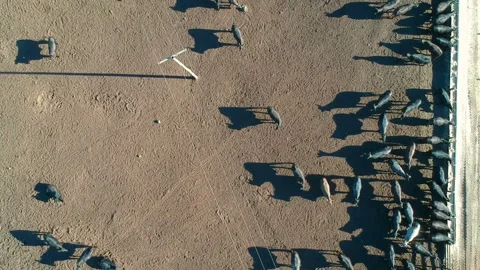 Aerial view of angus cattle on confinement Stock Footage 144032614