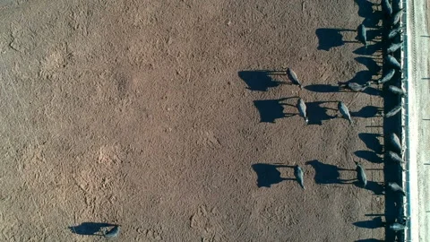 Aerial view of angus cattle on confinement Stock Footage 144231029