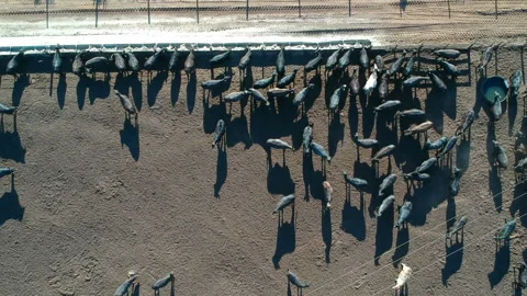 Aerial view of angus cattle on confinement Stock Footage 144900316