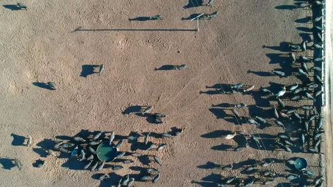 Aerial view of angus cattle on confinement Stock Footage 146501969