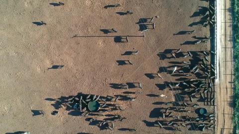Aerial view of angus cattle on confinement Stock Footage 146765261