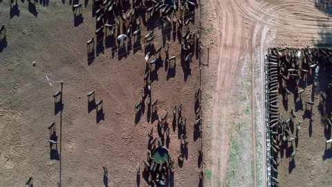 Aerial view of angus cattle on confinement Stock Footage 147307085