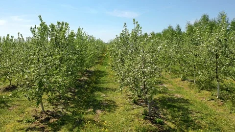 Aerial View Apple Cherry Garden Blooming With White Flowers On Sunny Spring Day Stock Footage 130107075