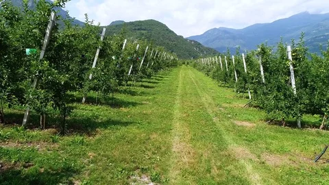 Aerial view of apple orchard field. Trento. Italy Stock-Footage 80911209