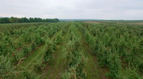 Aerial view of the apple orchard Stock Footage 55362628
