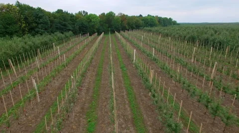 Aerial view of the apple orchard Stock Footage 55553827