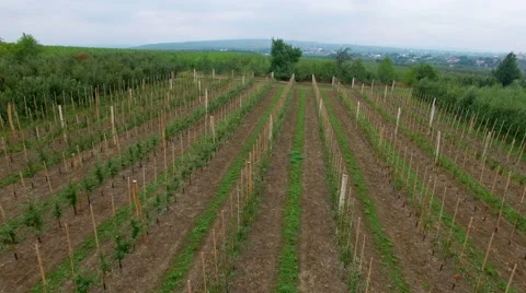 Aerial view of the apple orchard Stock Footage 55553916