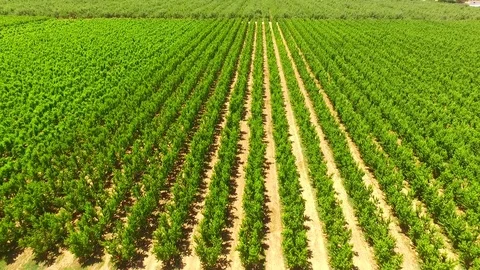 Aerial view of Apple Orchard Stock Footage 82551081