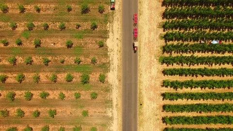 Aerial view of Apple Orchard Stock Footage 82551682