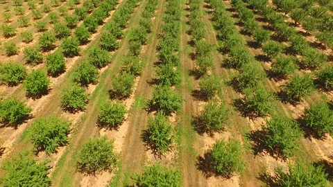 Aerial view of Apple Orchard Stock Footage 82551932