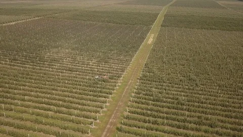 Aerial View of apple orchard. Видео 111315997