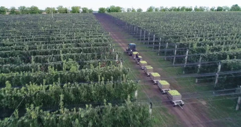 Aerial view of Apple Orchard Stock Footage 158355481