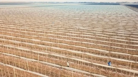 Aerial View Apple Orchards in Winter. Stock Footage 85108008