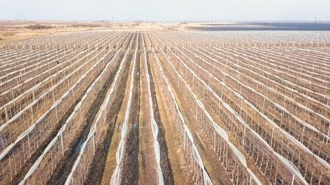 Aerial View Apple Orchards in Winter. Stock Footage 85108119