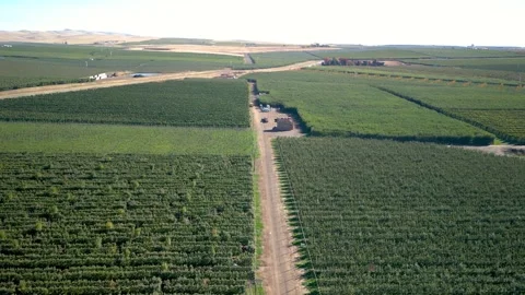 Aerial view of Apple orchids and Vineyards in Yakima Valley, Washington sta.. 스톡 동영상 319886899