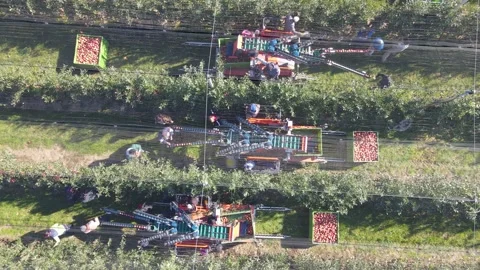Aerial view apple picking machine with farm workers in the orchard Stock Footage 208097261